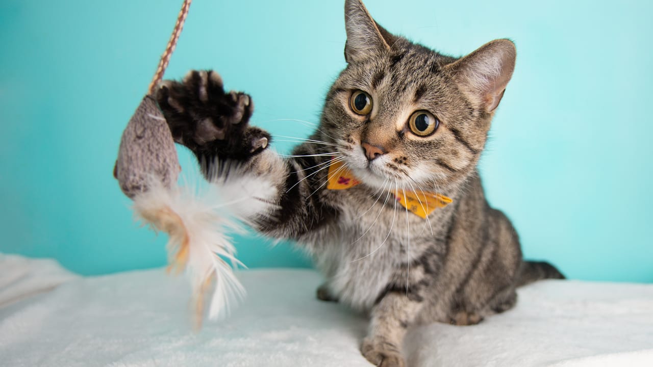 Top-Qualität Katzenzubehör für glückliche Samtpfoten: Entdecken Sie das Beste in Katzenzubehör!