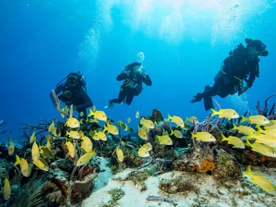 Mit der Tauchschule Playa del Carmen zu den Schildkröten von Akumal