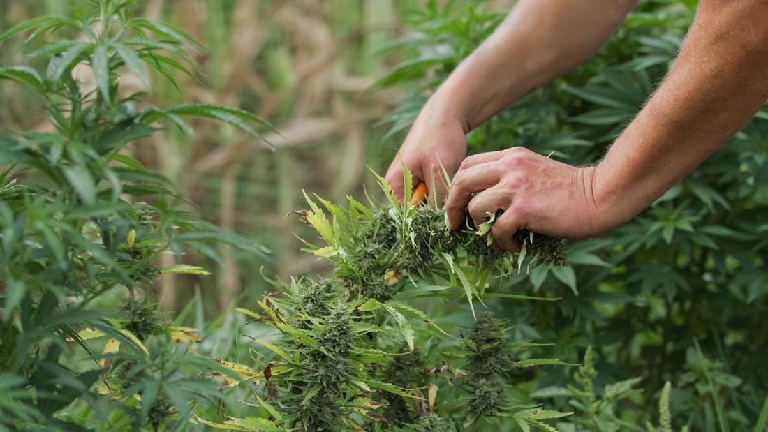 Patentierung von Cannabis Samen: Ein rechtlicher Überblick