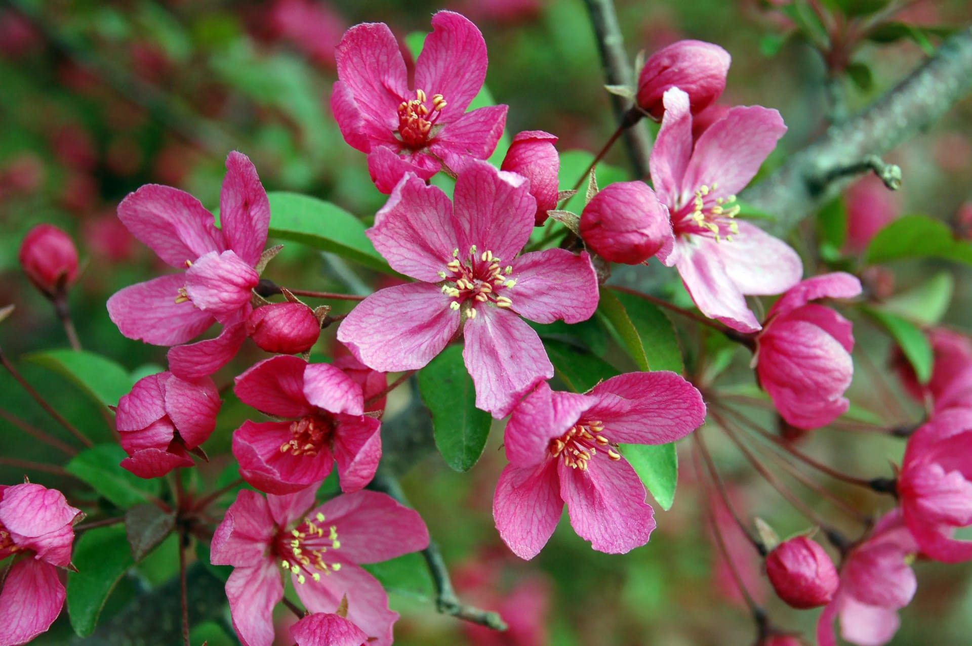Blühende Bäume richtig pflanzen und pflegen: Tipps für eine langanhaltende Blüte