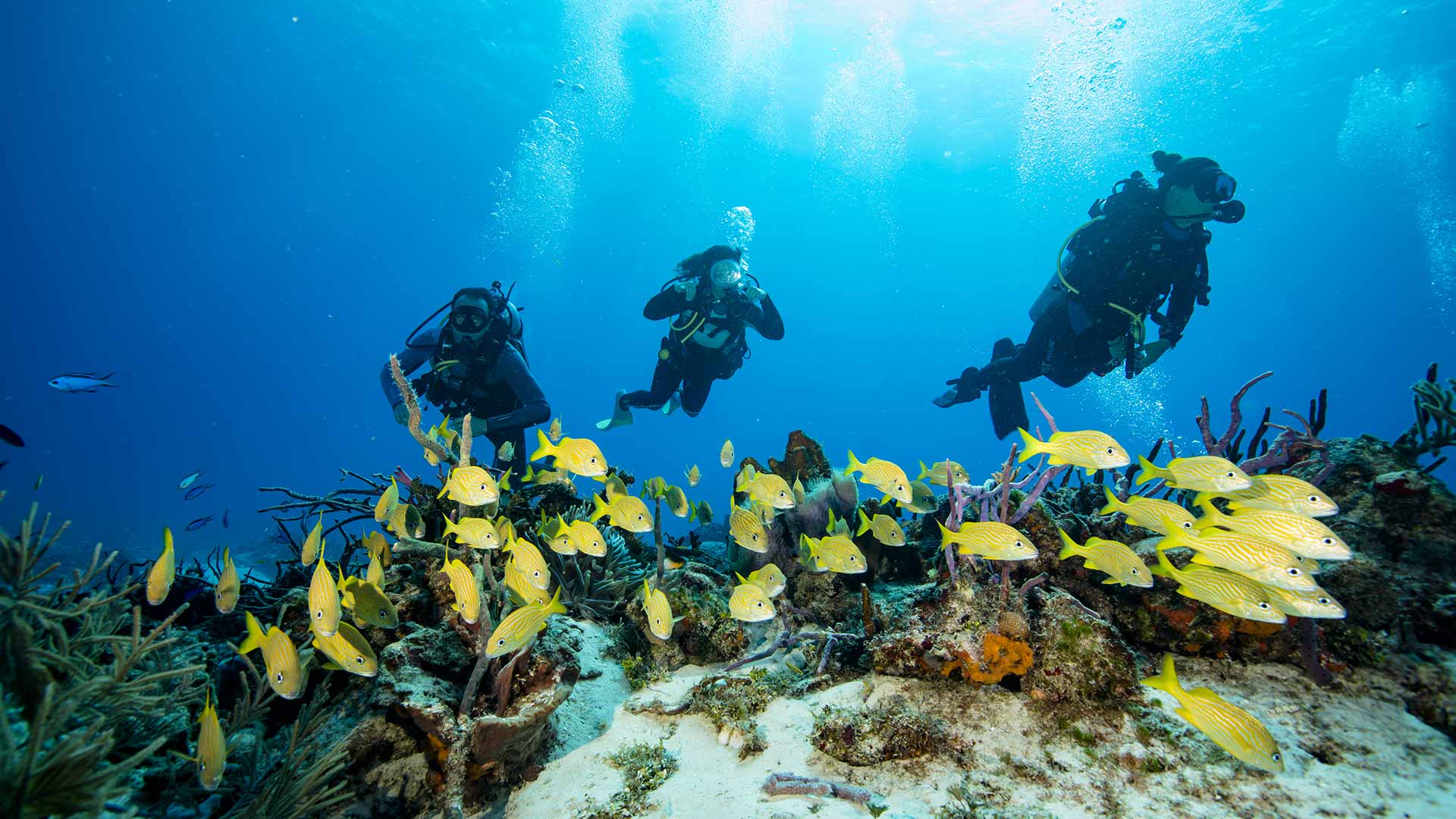Mit der Tauchschule Playa del Carmen zu den Schildkröten von Akumal